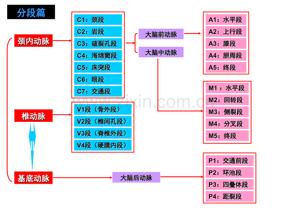 脑动脉解剖图解.ppt_第2页