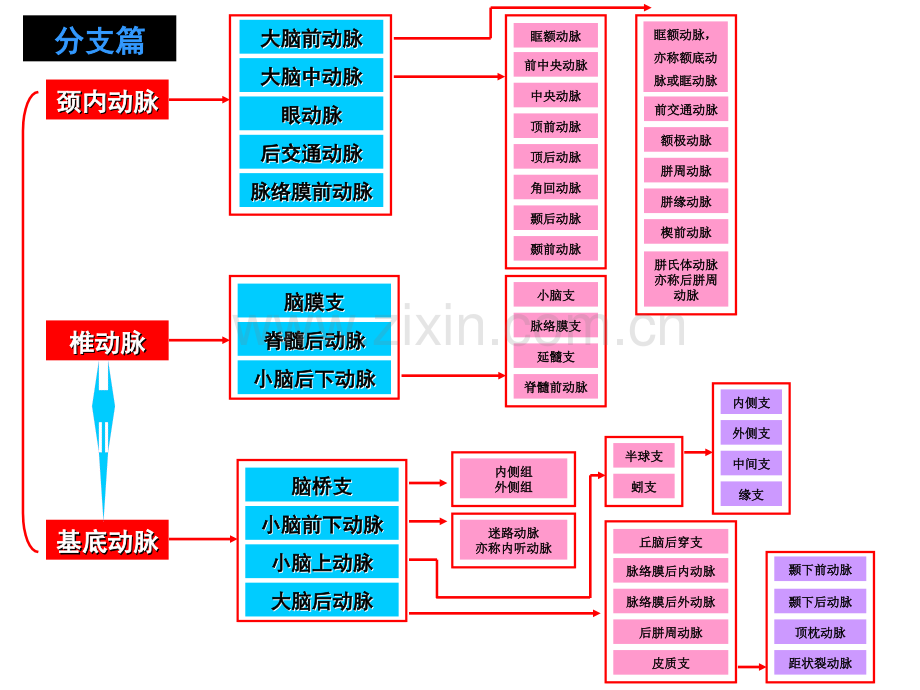 脑动脉解剖图解.ppt_第3页