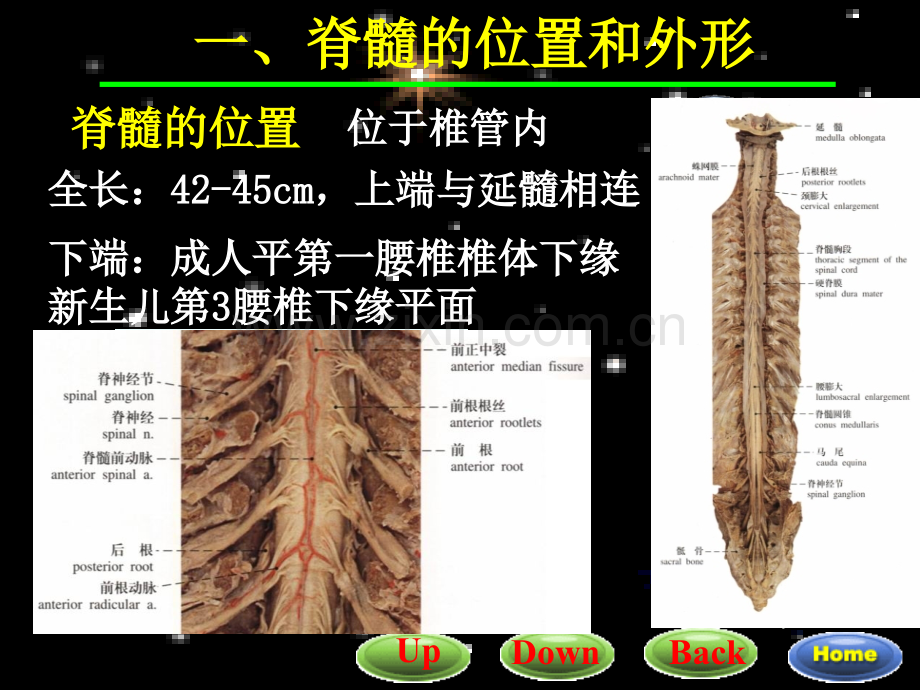 PPT医学课件脊髓解剖与功能图讲义.ppt_第3页