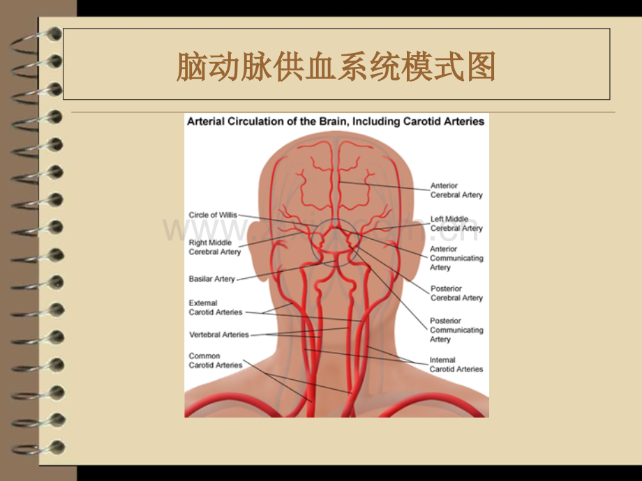 神经内科脑血管解剖及脑梗塞定位诊断.ppt_第2页