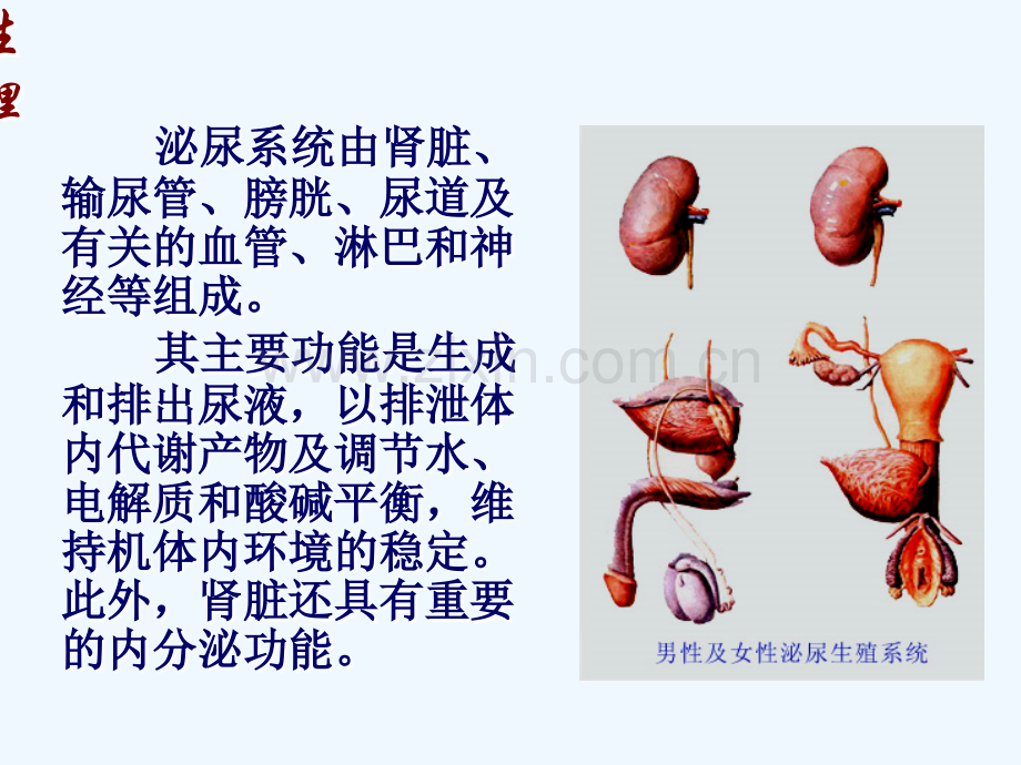 泌尿系统疾病患者护理概述.ppt_第3页