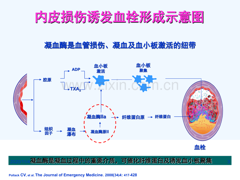 凝血机制与抗凝药物的新视点.ppt_第3页