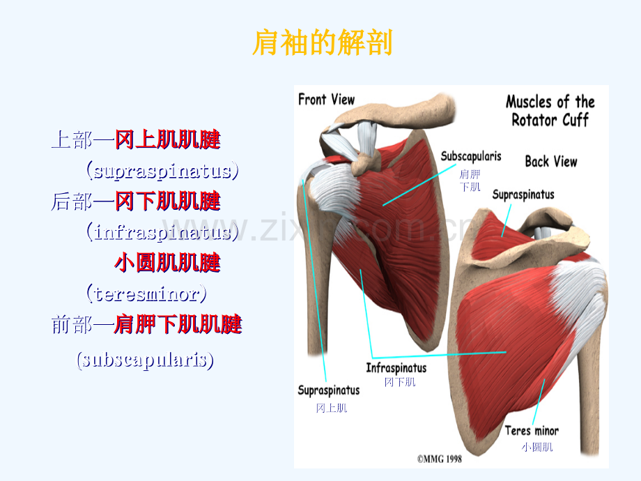 肩袖损伤诊断与治疗.pptx_第3页