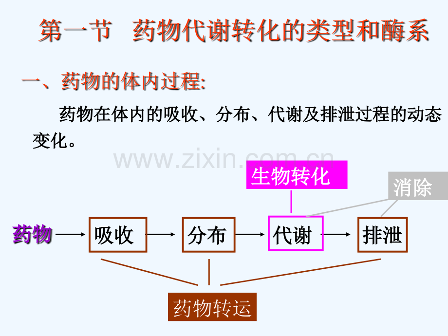 药物的代谢转化.pptx_第3页