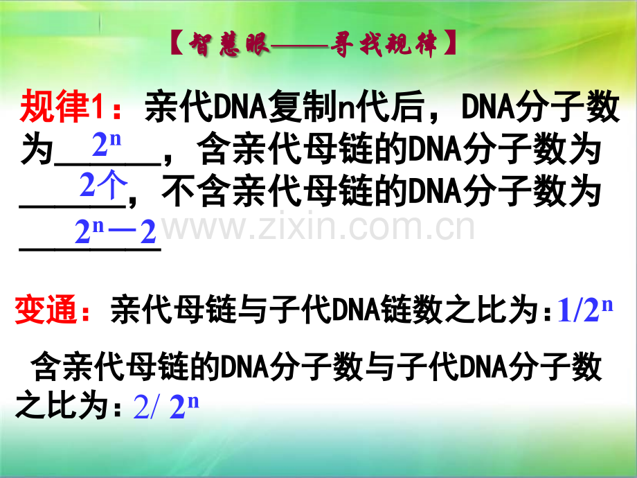 DNA的复制动画PPT专业课件.ppt_第3页