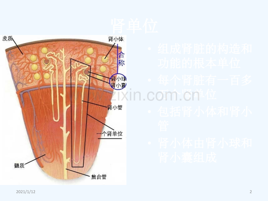 人工肾血液透析材料及应用.ppt_第2页