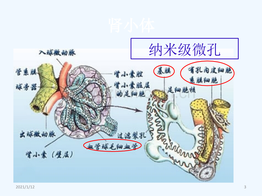 人工肾血液透析材料及应用.ppt_第3页