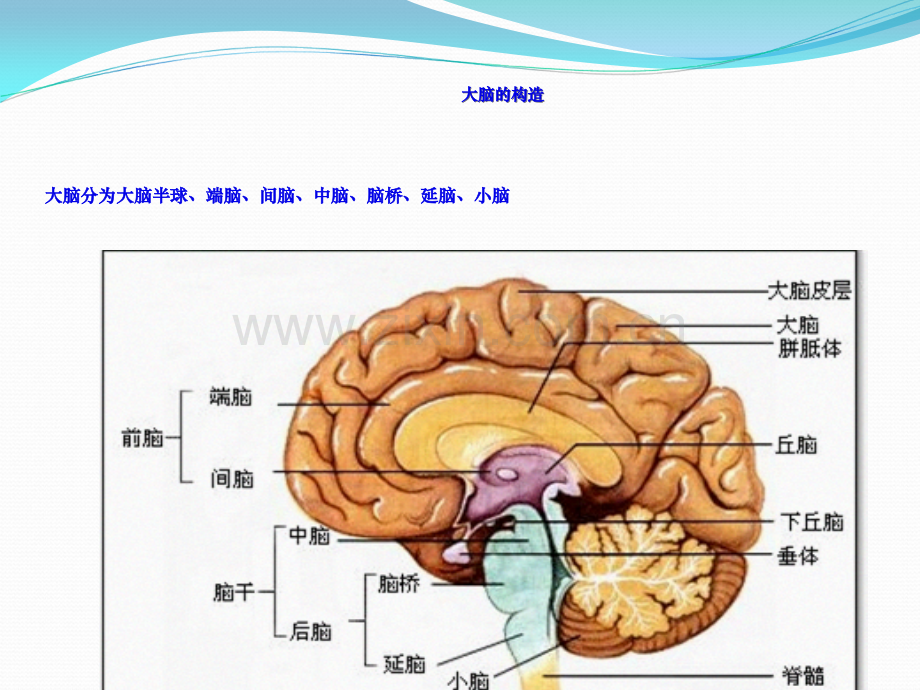 脑出血护理查房神内.ppt_第3页