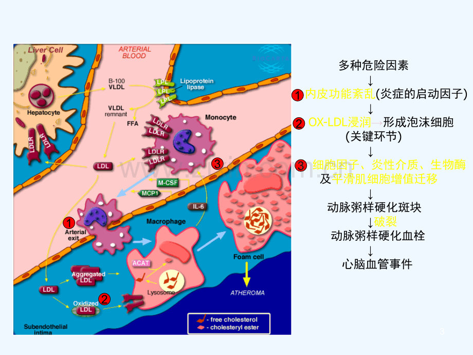 抗动脉粥样硬化药物分类及作用机制.ppt_第3页