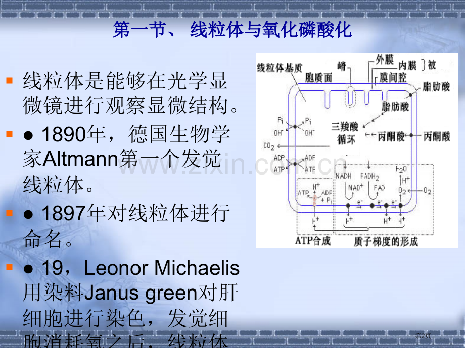 细胞生物学线粒体和叶绿体省公共课一等奖全国赛课获奖课件.pptx_第2页