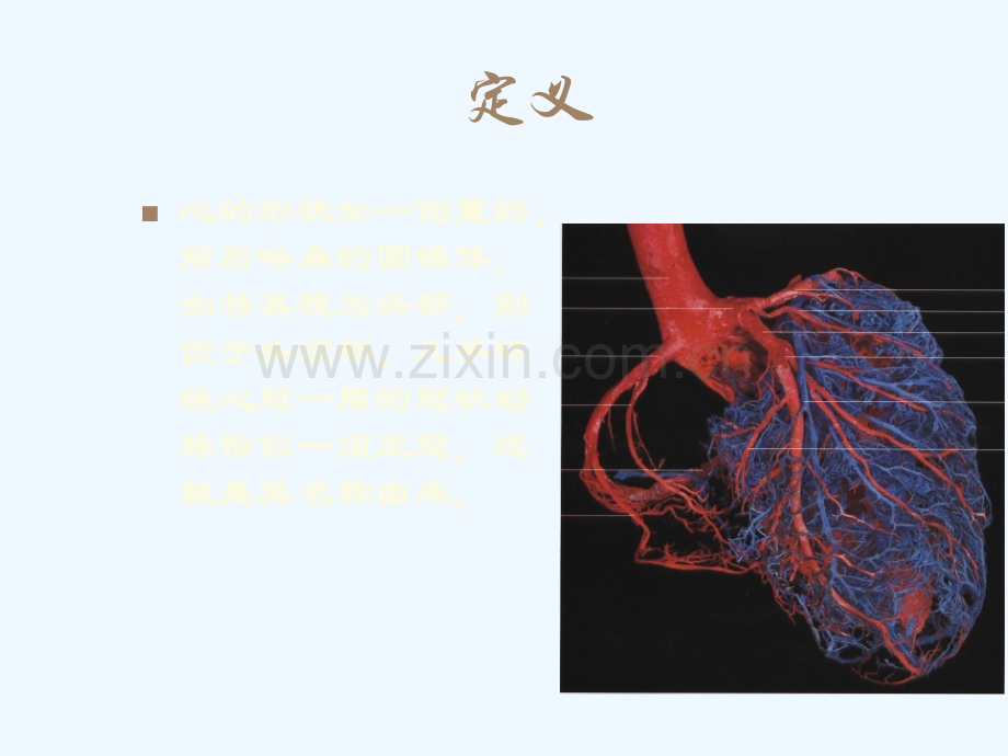 冠状动脉的解剖与照影.ppt_第2页