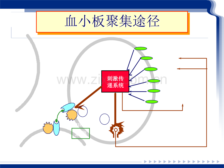 血小板聚集功能测定及临床意义.ppt_第2页