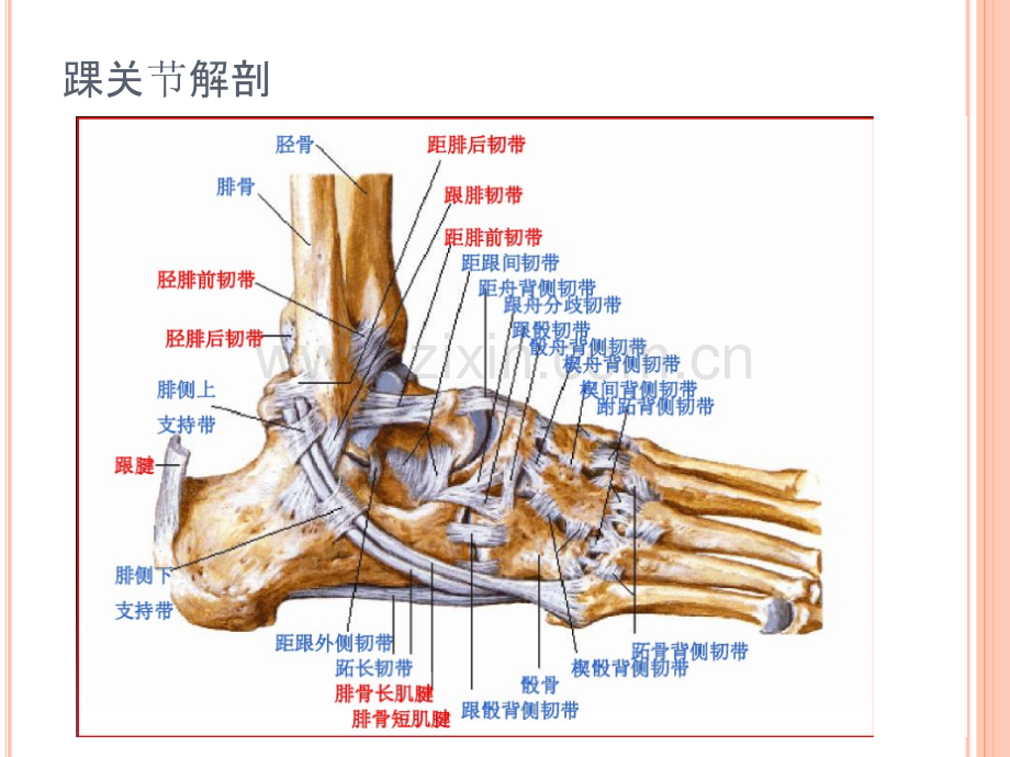 踝关节MRI解剖和常见损伤类型.ppt_第3页