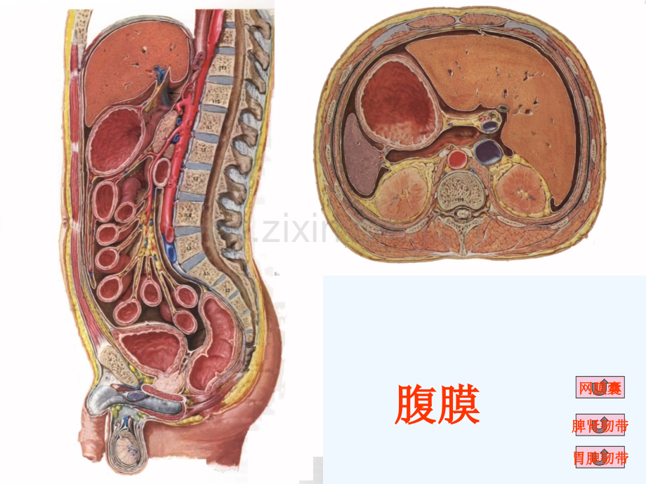 腹膜与腹膜腔解剖详谈.pptx_第3页