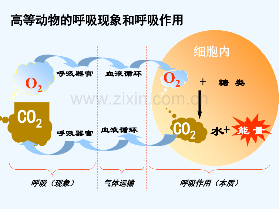 细胞呼吸课件.pptx_第3页