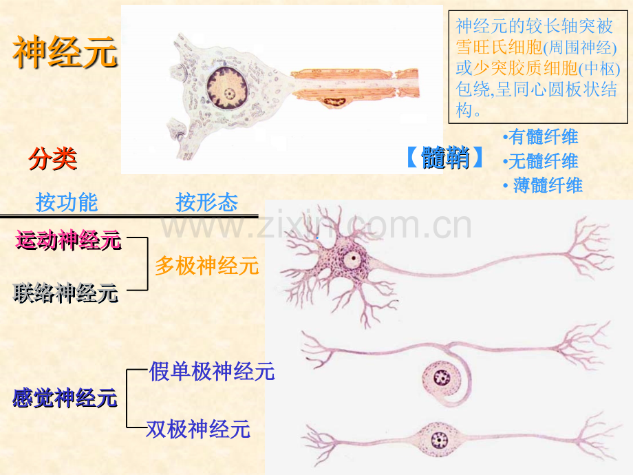 脊髓病变MR诊断.ppt_第3页