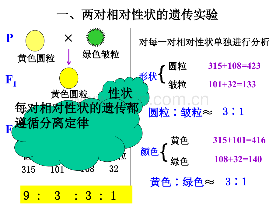 一轮复习-基因的自由组合定律-.ppt_第3页