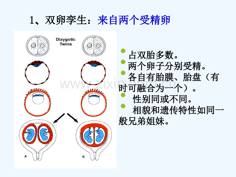 双胎、畸形颜面、消化、呼吸系统发生.pptx_第3页