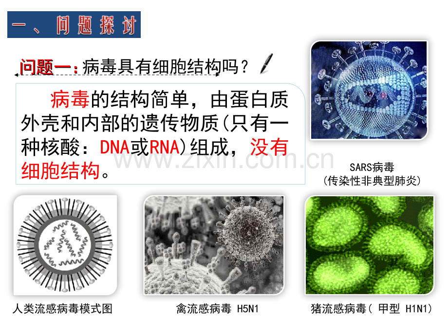 1.1生命活动离不开细胞专题培训课件.ppt_第3页