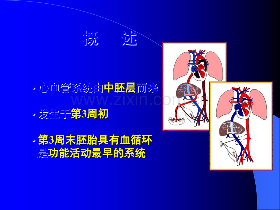 人体组织学和胚胎学之心脏发生.ppt_第2页