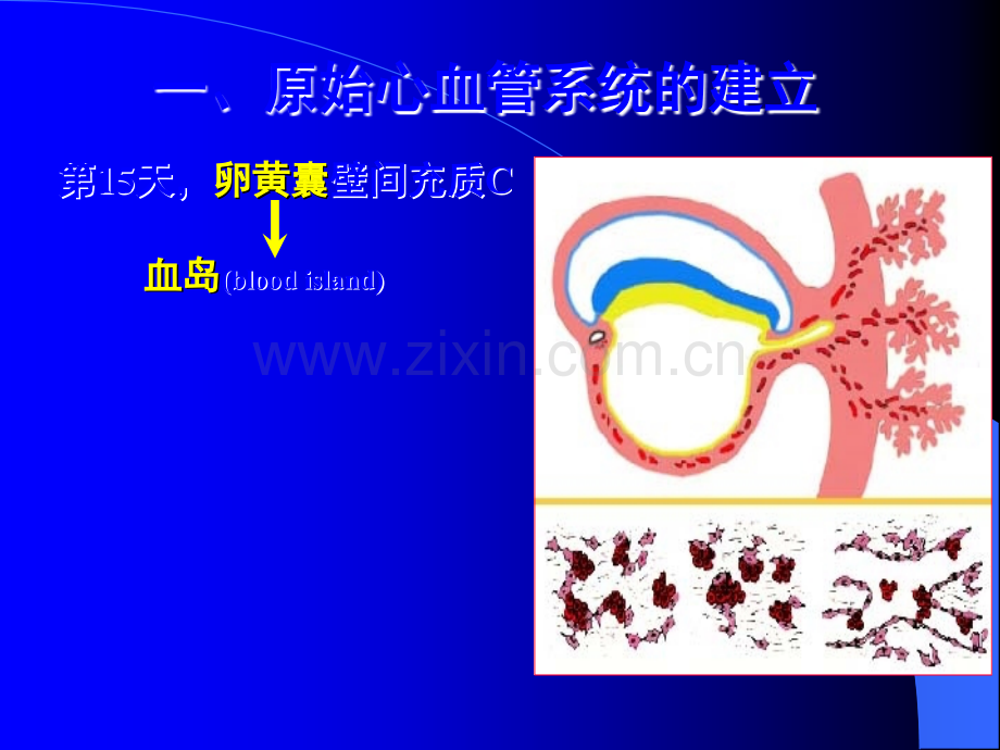 人体组织学和胚胎学之心脏发生.ppt_第3页