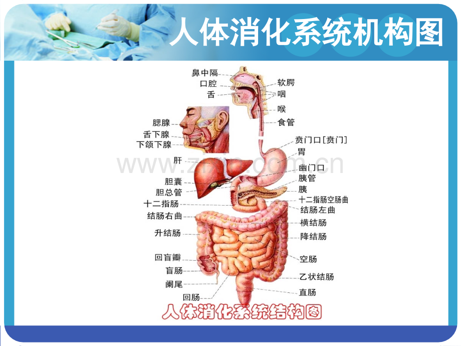 PPT医学课件胃肠减压的护理讲义.ppt_第2页