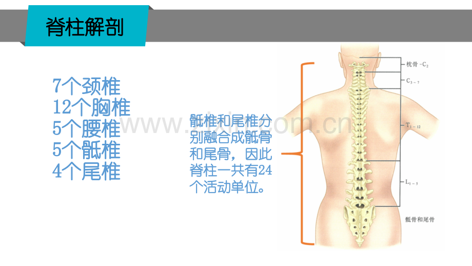 PPT医学课件脊柱骨折-专业知识宣讲讲义.ppt_第3页