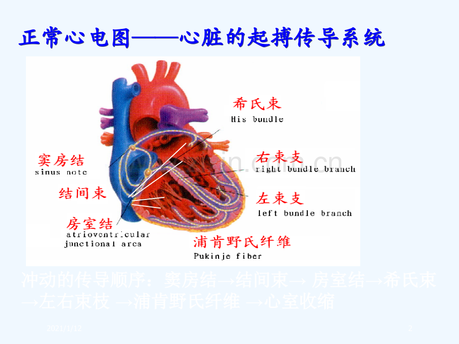 临床常见心律失常的识别及治疗.ppt_第2页