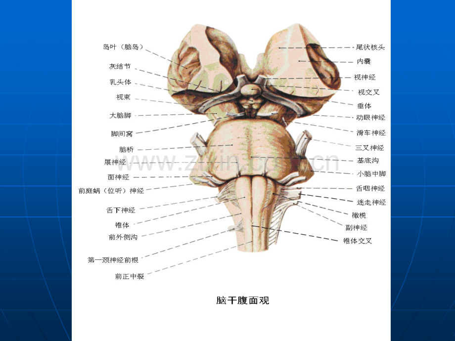 PPT医学课件脑部详细解剖图解讲义.ppt_第3页