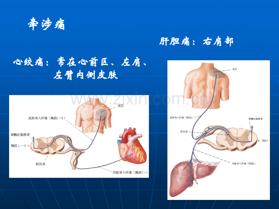 神经系统生理.ppt_第3页