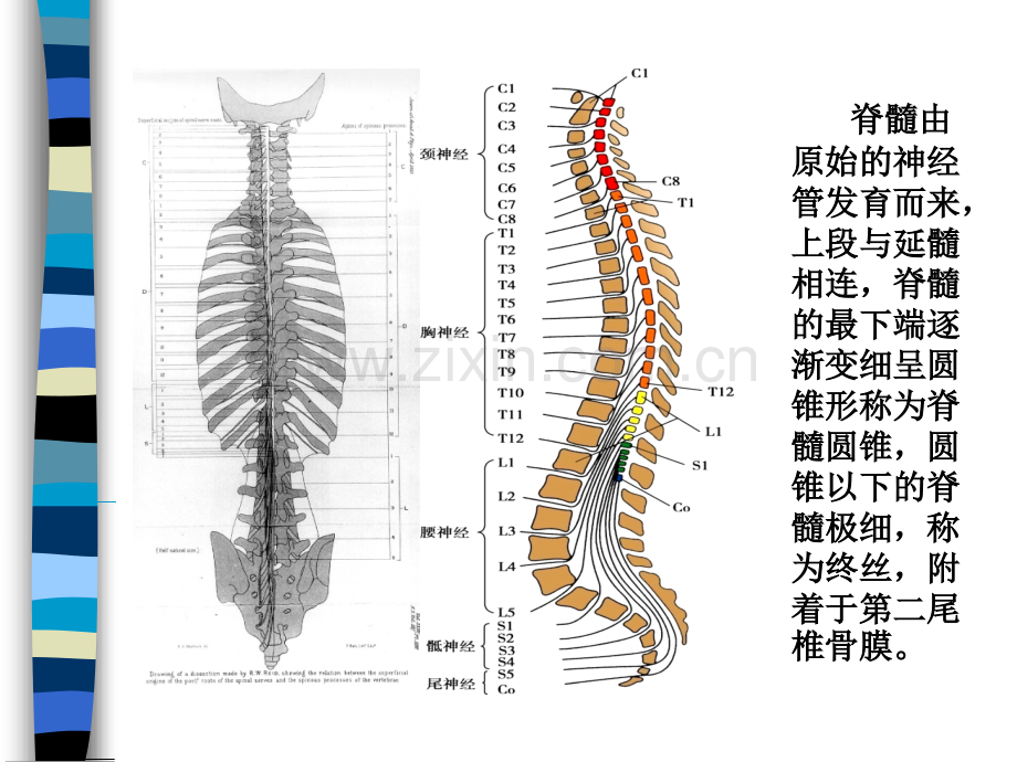 PPT医学课件脊髓病基础知识讲义.ppt_第1页