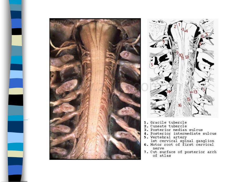 PPT医学课件脊髓病基础知识讲义.ppt_第3页