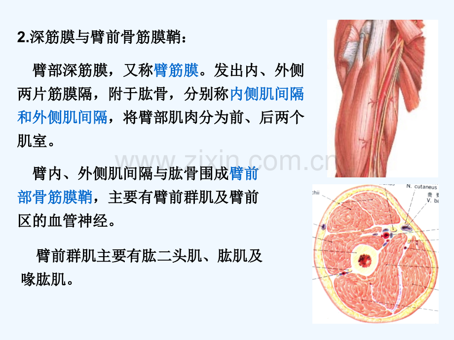 局部解剖学臂前、肘前及前臂前区.pptx_第2页