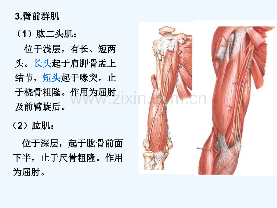 局部解剖学臂前、肘前及前臂前区.pptx_第3页