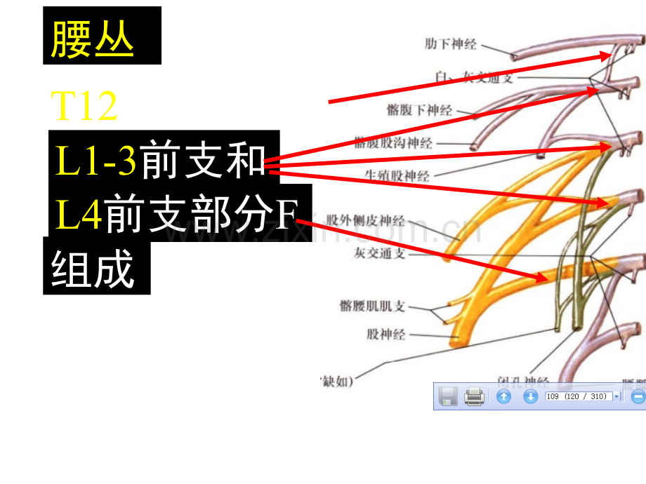 下肢神经解剖.ppt_第2页