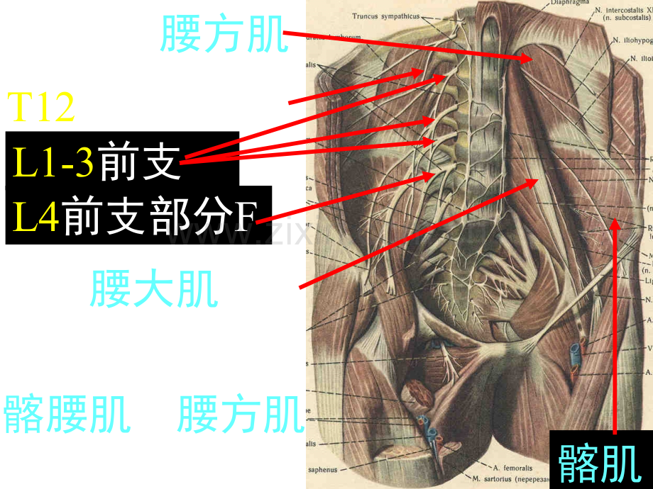 下肢神经解剖.ppt_第3页