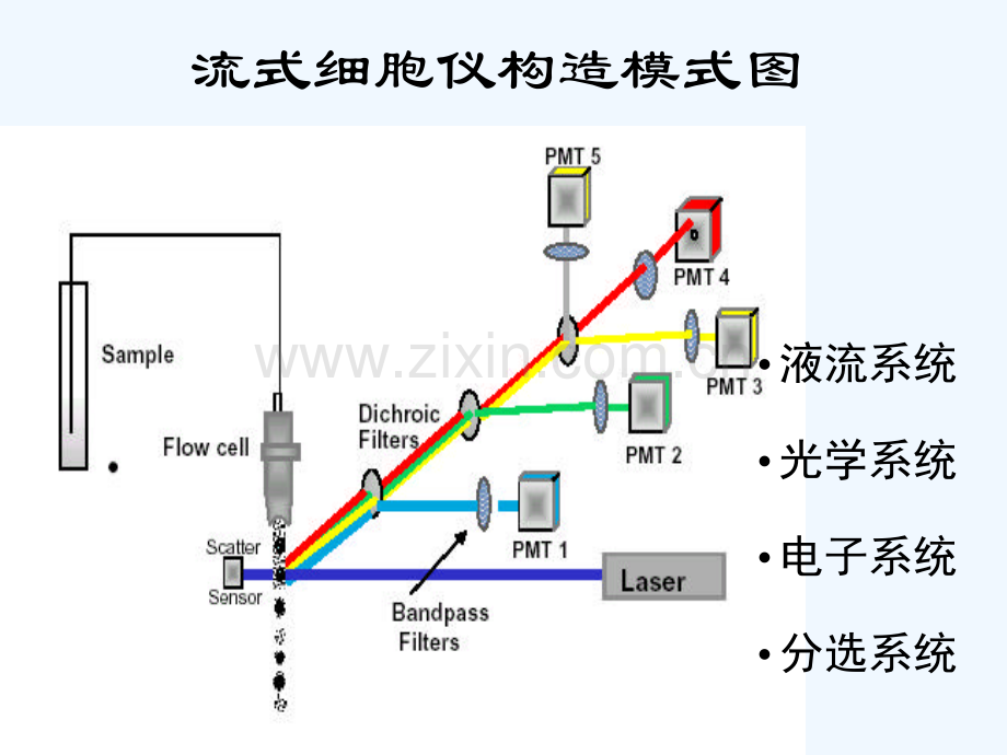 流式细胞术在临床中的应用.pptx_第2页