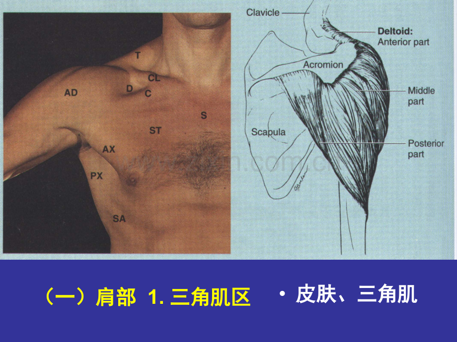 局部解剖-上肢后区.ppt_第3页