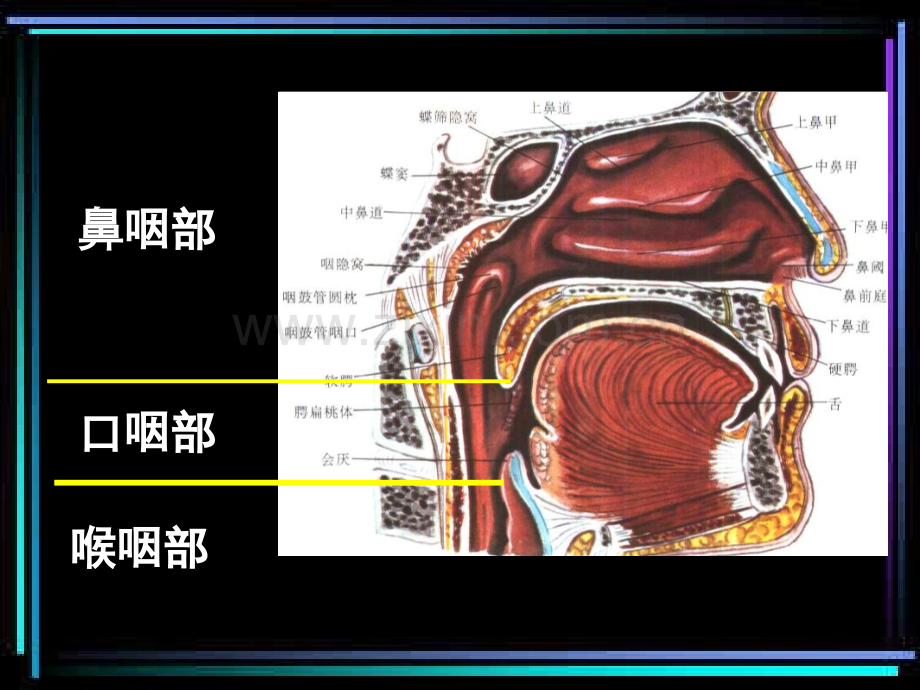 医学CT诊疗学之咽喉CT医学专题课件.ppt_第2页