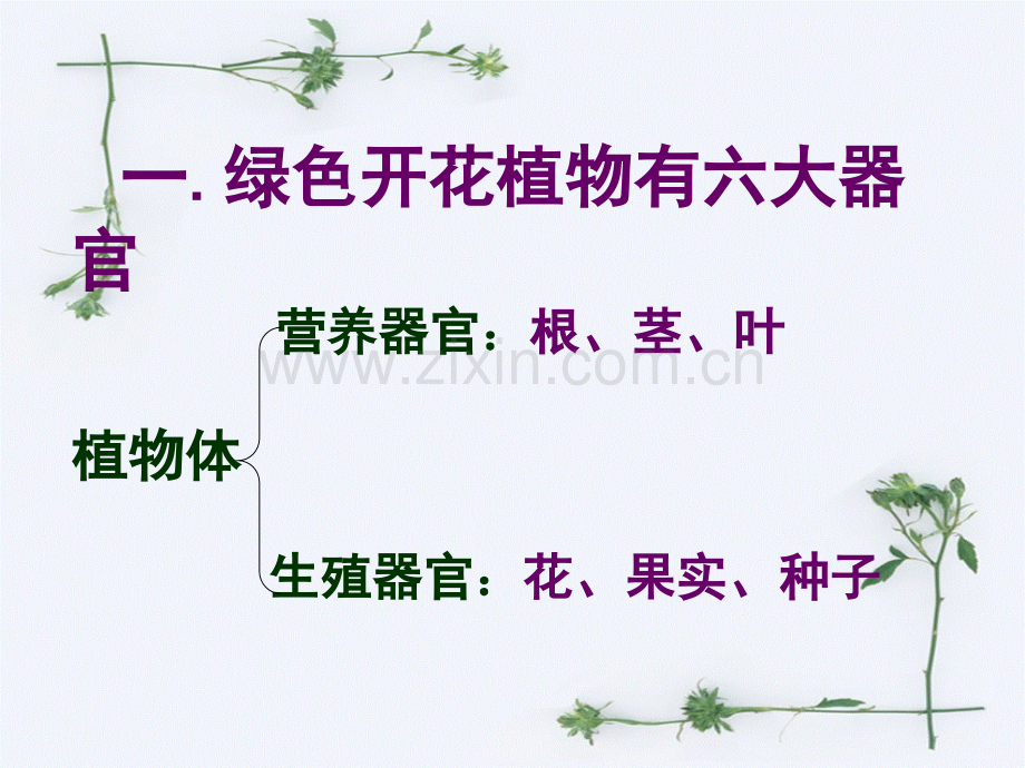 植物体的结构层次课件.ppt_第3页