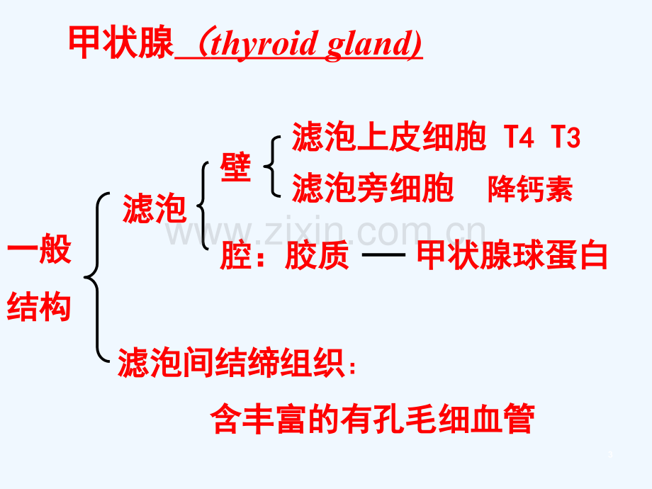 内分泌系统∶甲状腺疾病.ppt_第3页