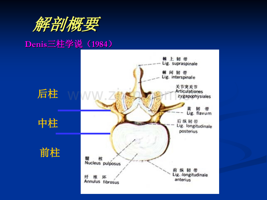 PPT医学课件脊柱骨折固定与搬运讲义.ppt_第3页