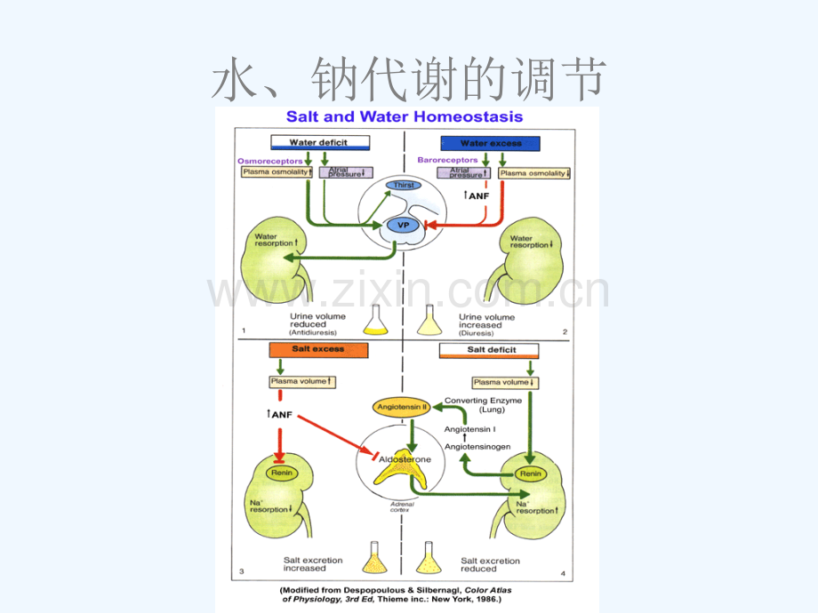 低钠血症鉴别诊断.ppt_第2页