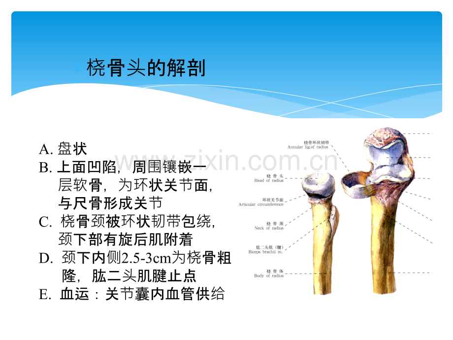 汇报桡骨小头骨折ppt.ppt_第2页