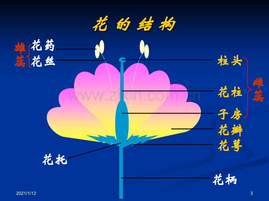 精子卵细胞受精卵.ppt_第3页