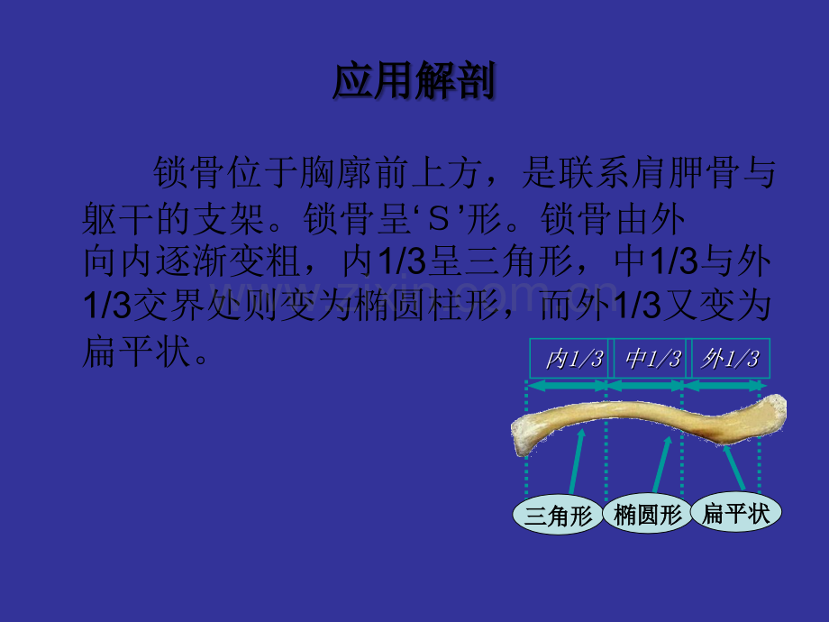 锁骨骨折诊断及治疗.ppt_第2页