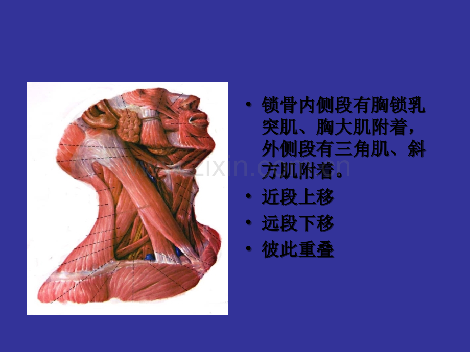 锁骨骨折诊断及治疗.ppt_第3页