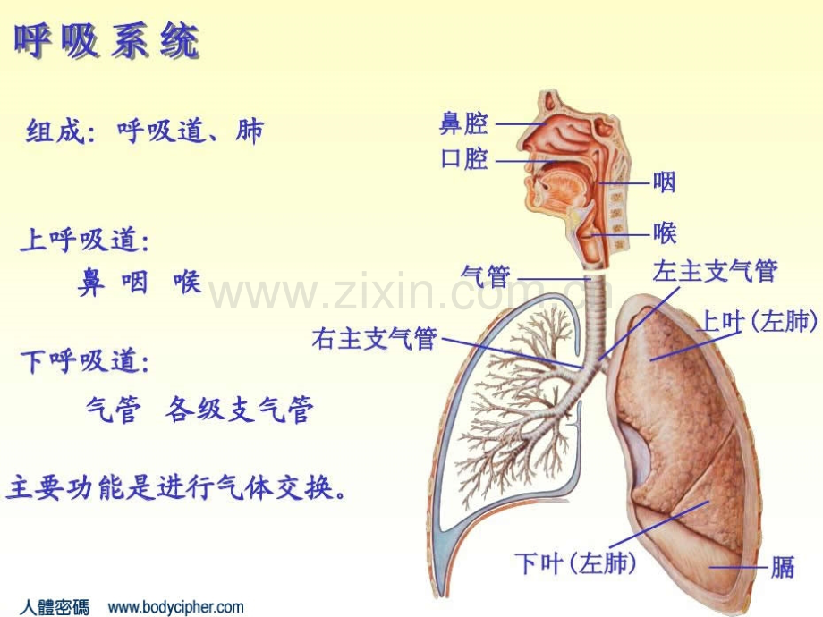 肺部解剖和影象.ppt_第2页