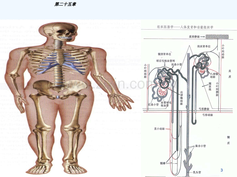 泌尿系统重症患者的护理.ppt_第3页