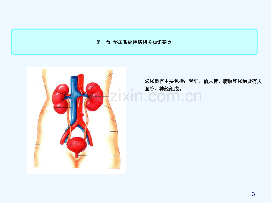 泌尿系统疾病病人护理--.ppt_第3页